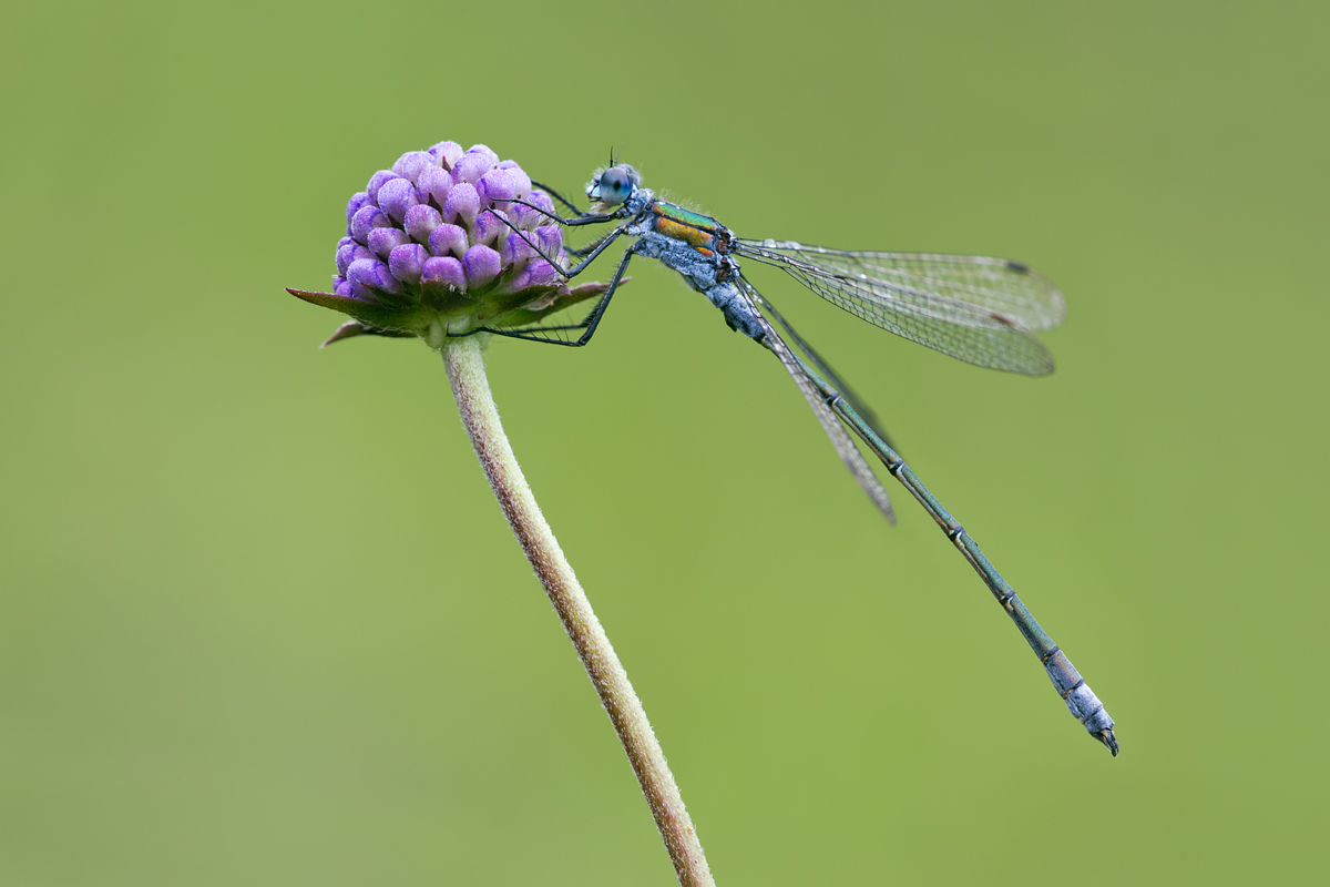 Emerald Damselfly 5